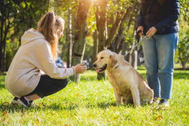 Sahibi parkta golden retriever köpeği oynuyor..
