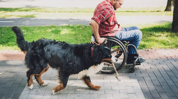 Köpeğiyle birlikte tekerlekli sandalyede fiziksel engelli mutlu bir genç adam.. — Stok fotoğraf