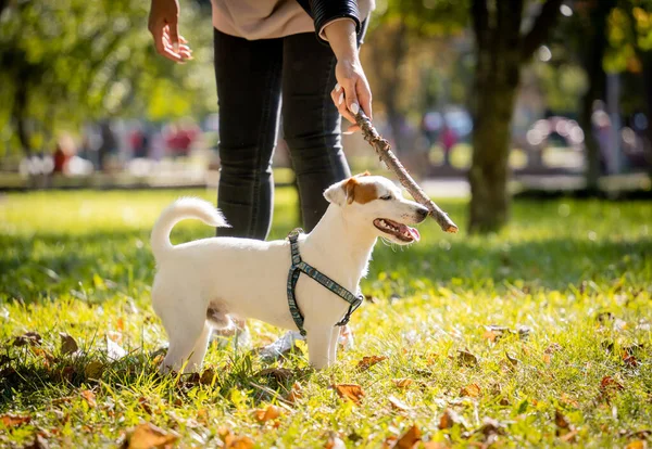 Pemilik melatih anjing terrier Jack Russell di taman. — Stok Foto