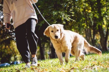 Sahibi parkta golden retriever köpeği oynuyor..