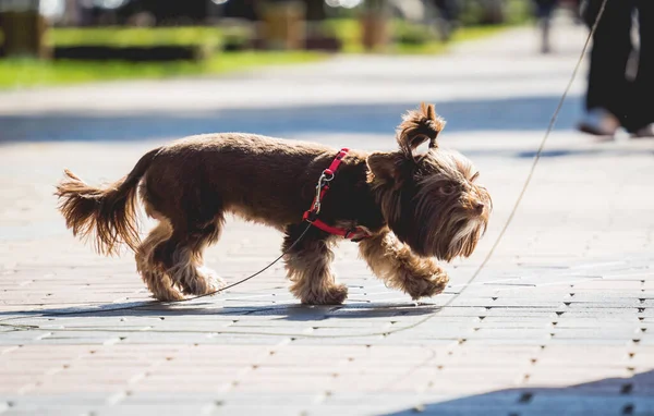 Portrait des süßen Terrier-Hundes von York im Park. — Stockfoto