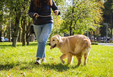 Sahibi parkta golden retriever köpeği oynuyor..