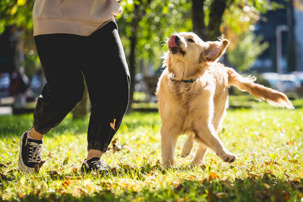 The owner plays the golden retriever dog in the park.