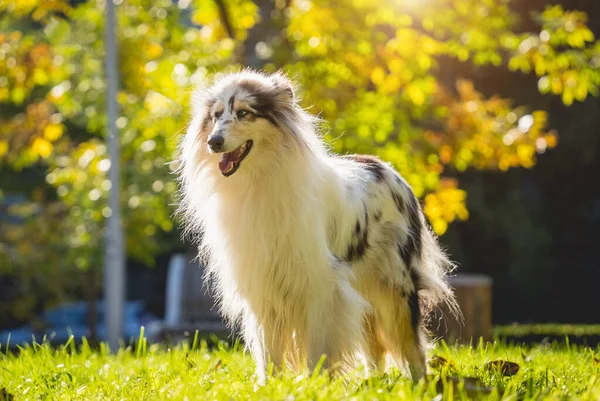 Портрет милого грубого колі собаки в парку . — стокове фото