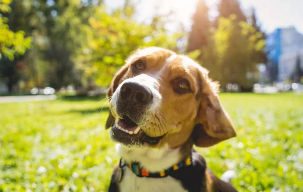 公園のかわいいビーグル犬の肖像画. — ストック写真