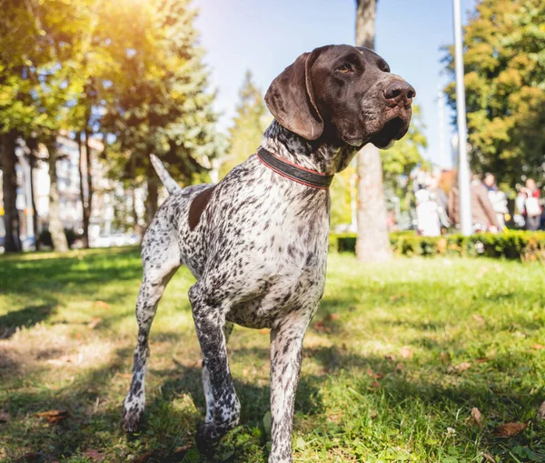 Retrato de lindo perro kurzhaar en el parque. — Foto de Stock