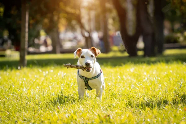 Πορτρέτο του χαριτωμένο Jack Russell terrier σκυλί στο πάρκο. — Φωτογραφία Αρχείου