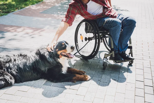 Köpeğiyle tekerlekli sandalye kullanan fiziksel engelli genç adam.. — Stok fotoğraf