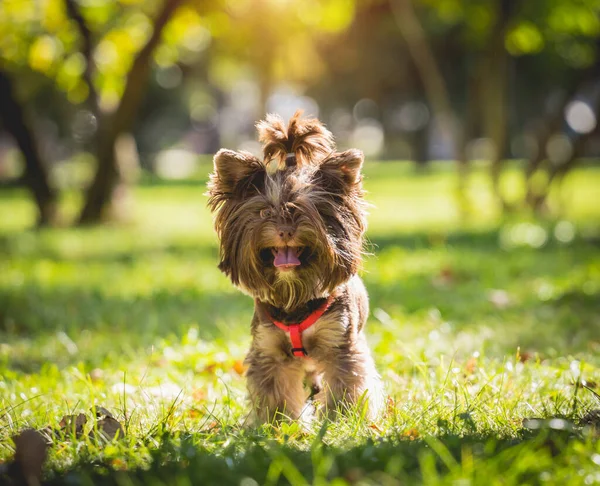 Портрет милого йоркширського тер'єра собаки в парку . — стокове фото