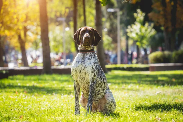 公園でのかわいいクルツァール犬の肖像. — ストック写真