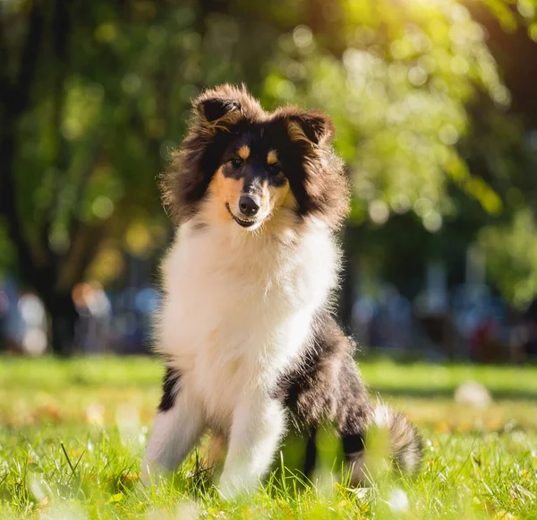 Portret uroczego surowego psa collie w parku. — Zdjęcie stockowe