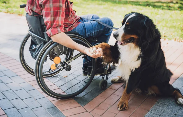 Köpeğiyle tekerlekli sandalye kullanan fiziksel engelli genç adam.. — Stok fotoğraf