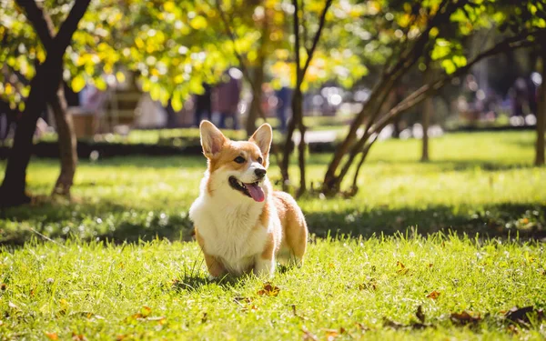 Parktaki şirin Galli Corgi sosislisinin portresi.