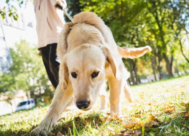 Sahibi parkta golden retriever köpeği oynuyor..