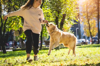 Sahibi parkta golden retriever köpeği oynuyor..