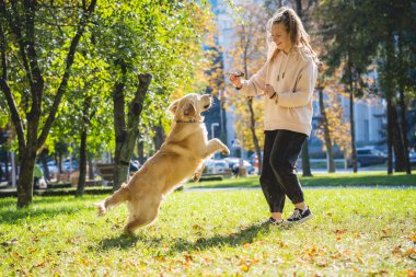 Sahibi parkta golden retriever köpeği oynuyor..
