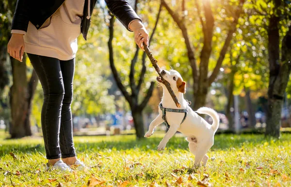O proprietário treina o cão terrier jack russell no parque. — Fotografia de Stock