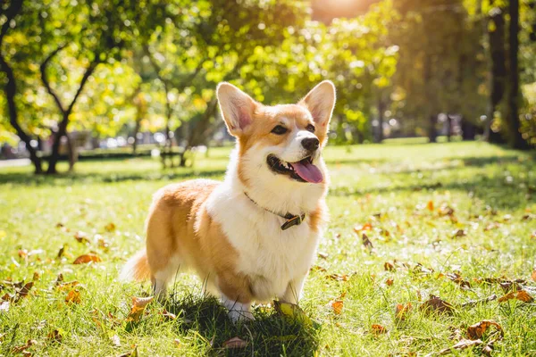 Portrait des süßen walisischen Corgi-Hundes im Park. — Stockfoto