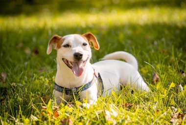 Parktaki şirin Jack Russell Terrier köpeğinin portresi..