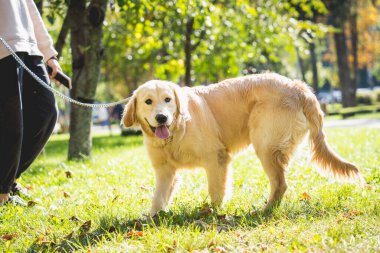 Sahibi parkta golden retriever köpeği oynuyor..