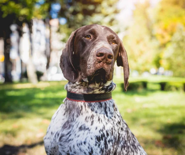 Portret van een schattige kurzhaar hond in het park. — Stockfoto