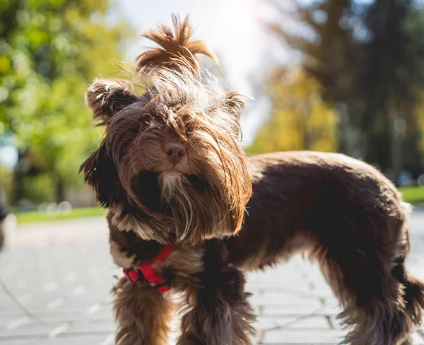 Portrait of cute yorkshire terrier dog at the park. — Stock Photo, Image