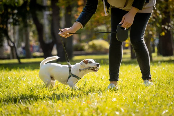 Właściciel trenuje psa terrier jack russell w parku. — Zdjęcie stockowe