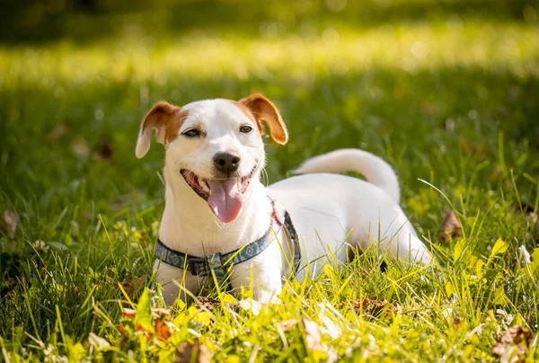 Ritratto di carino jack russell terrier dog al parco. — Foto Stock