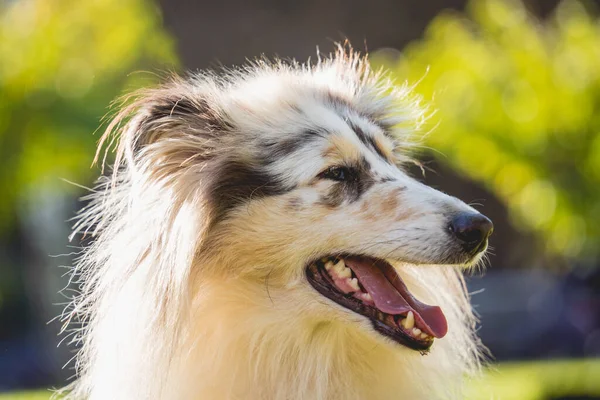 Retrato de bonito áspero collie cão no o parque. — Fotografia de Stock