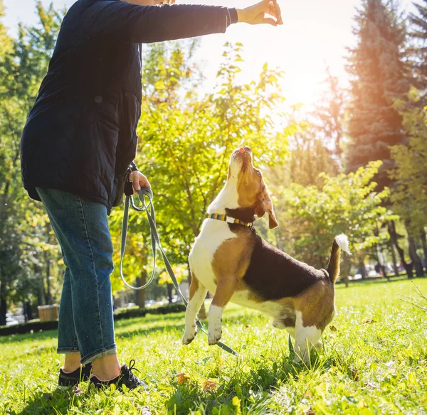 Właściciel trenuje psa beagle w parku.. — Zdjęcie stockowe