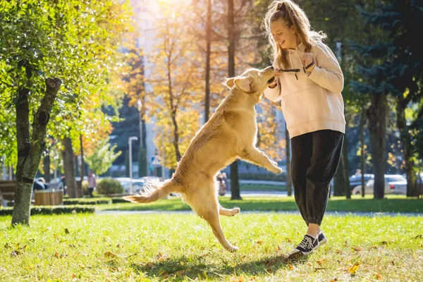 Sahibi parkta golden retriever köpeği oynuyor..