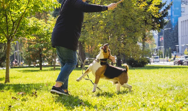 Właściciel trenuje psa beagle w parku.. — Zdjęcie stockowe