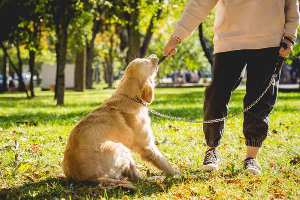 O dono joga o cão golden retriever no parque. — Fotografia de Stock