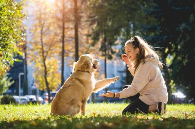 Sahibi parkta golden retriever köpeği oynuyor..