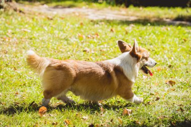 Parktaki şirin Galli Corgi sosislisinin portresi.