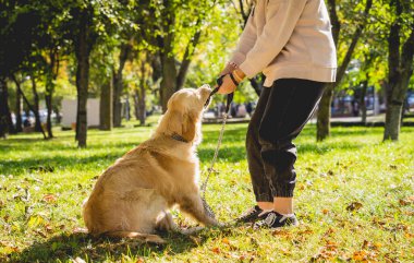Sahibi parkta golden retriever köpeği oynuyor..