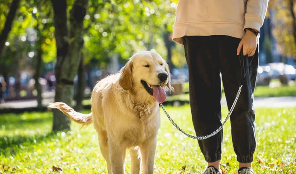 Besitzerin spielt Golden-Retriever-Hund im Park. — Stockfoto
