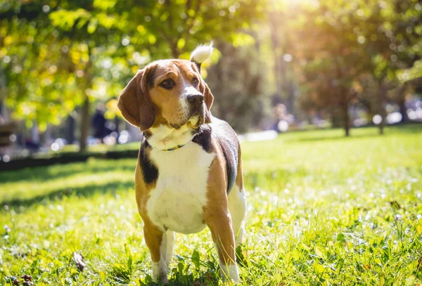 Retrato de lindo perro beagle en el parque. — Foto de Stock