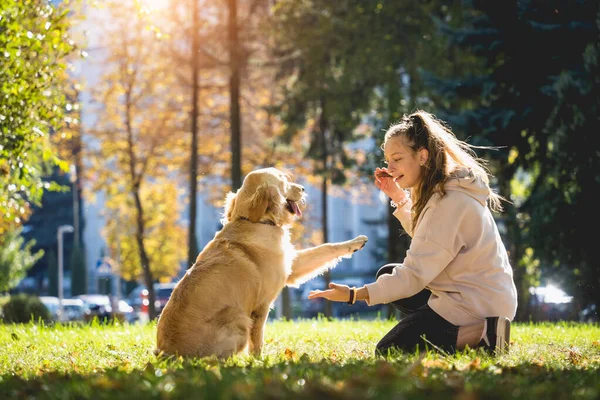 El dueño interpreta al perro golden retriever en el parque. —  Fotos de Stock