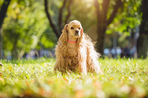 Portrait of cute american cocker spaniel dog at the park. — Stock Photo, Image