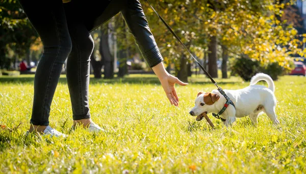 Ο ιδιοκτήτης εκπαιδεύει τον Τζακ Ράσελ Τεριέ σκύλο στο πάρκο.. — Φωτογραφία Αρχείου