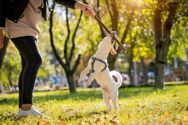 Ägaren tränar Jack Russell terrier hunden i parken. — Stockfoto