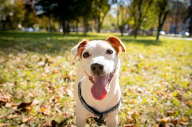 Parktaki şirin Jack Russell Terrier köpeğinin portresi..