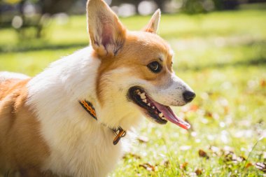 Parktaki şirin Galli Corgi sosislisinin portresi.