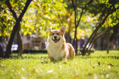 Parktaki şirin Galli Corgi sosislisinin portresi.