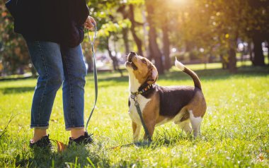 Sahibi parkta av köpeği eğitiyor..
