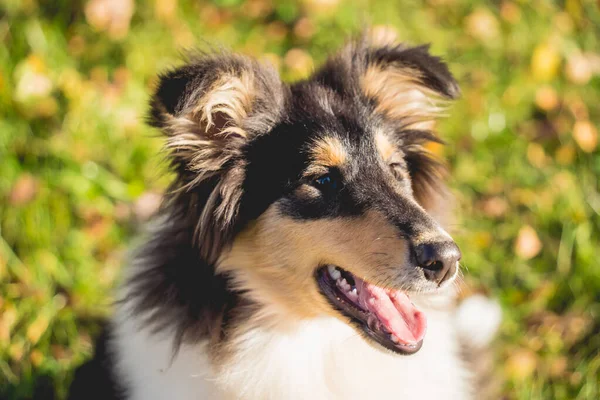 Portrait des süßen groben Collie-Hundes im Park. — Stockfoto