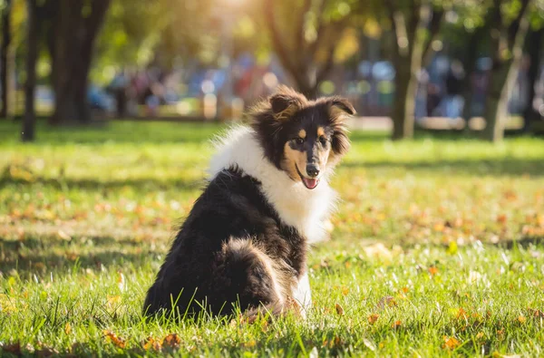 Portrait of cute rough collie dog at the park. — Stock Photo, Image