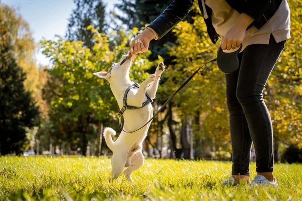 Właściciel trenuje psa terrier jack russell w parku. — Zdjęcie stockowe