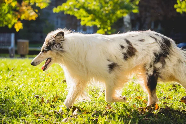 Ritratto di carino ruvido cane collie al parco. — Foto Stock